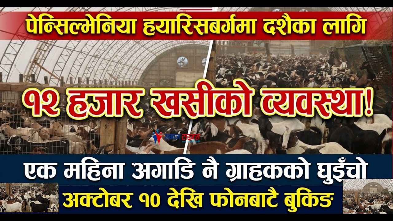 दशैका लागि खसी
